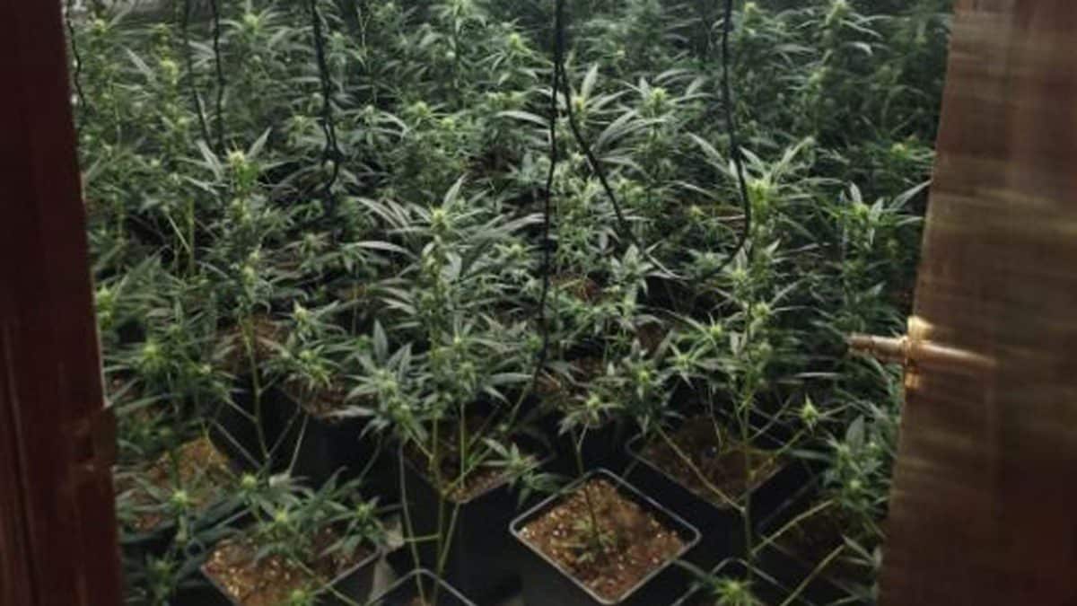 La plantación a gran escala intervenida por varios agentes de CNP