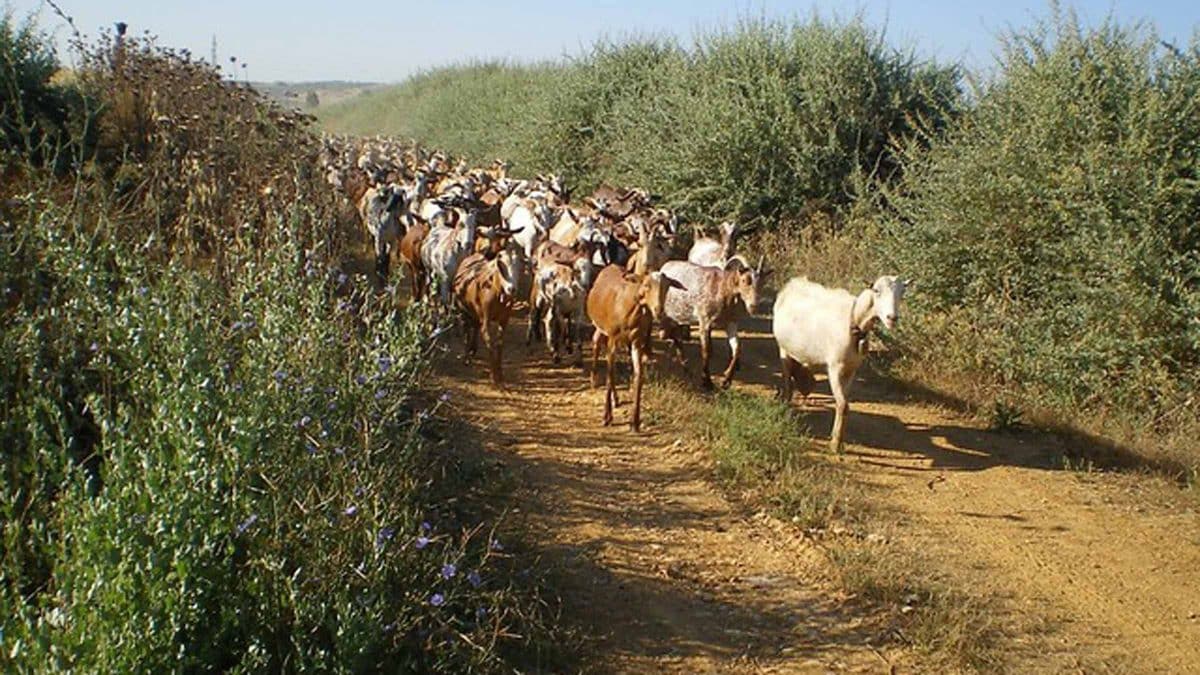 Imagen de recurso de una vía pecuaria en Andalucía