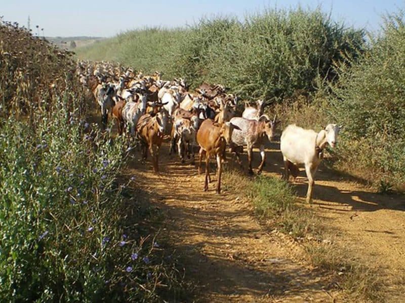 Imagen de recurso de una vía pecuaria en Andalucía