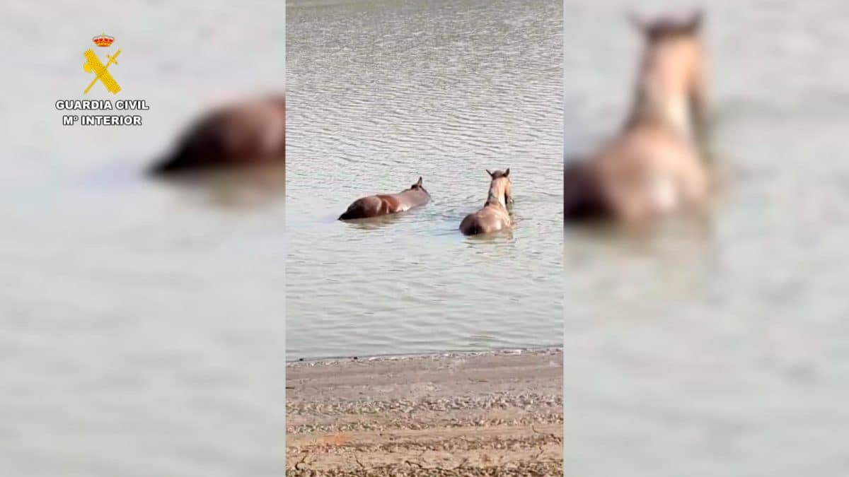 Estos equinos atrapados en el embalse en cuestión