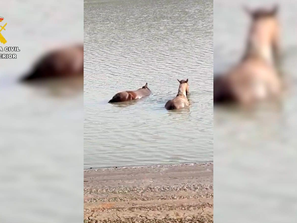 Estos equinos atrapados en el embalse en cuestión