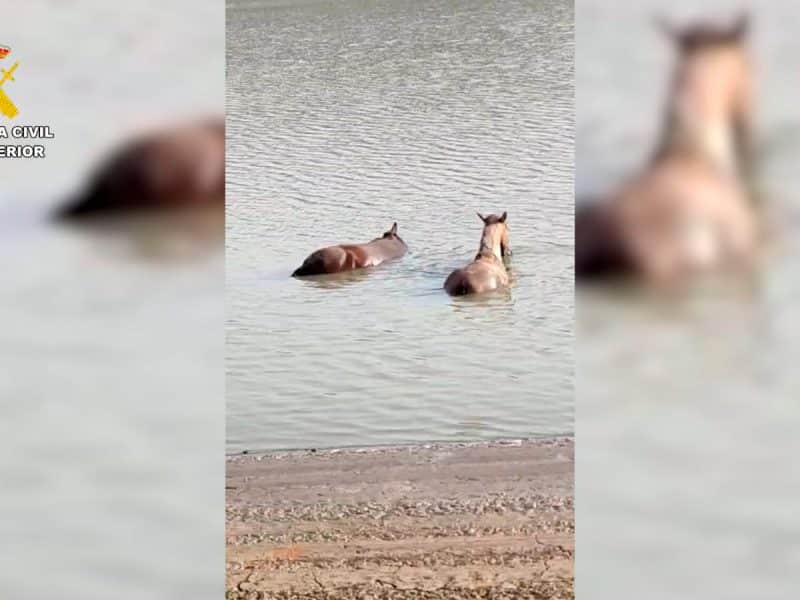 Estos equinos atrapados en el embalse en cuestión
