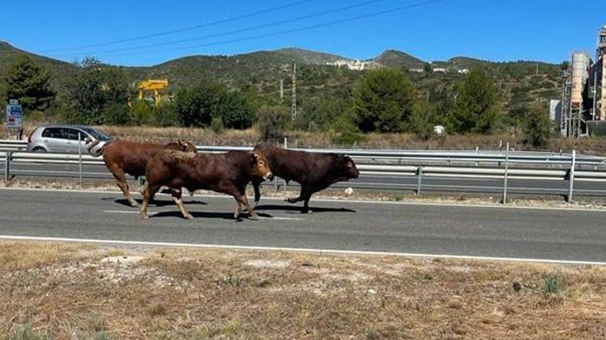 Foto de estos toros campando a sus anchas en plena vía / David Calvo