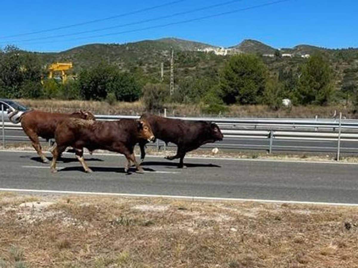 Foto de estos toros campando a sus anchas en plena vía / David Calvo