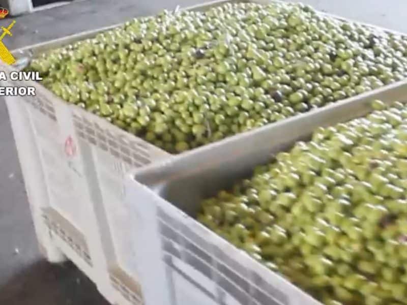 Imagen de estas aceitunas