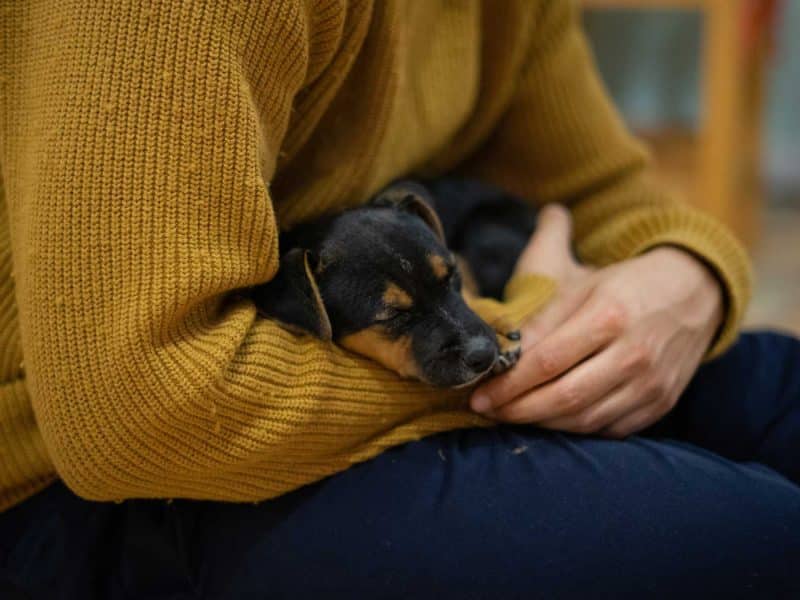 Una persona cogiendo en brazos a un cachorro / UNSPLASH