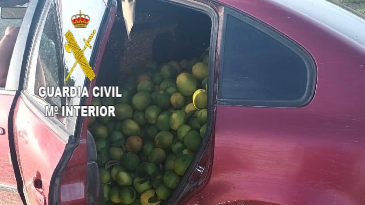 Coche repleto de naranjas robadas en Alcolea del Río