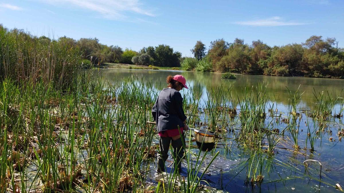 Imagen de este estudio en la Laguna de Fuente del Rey