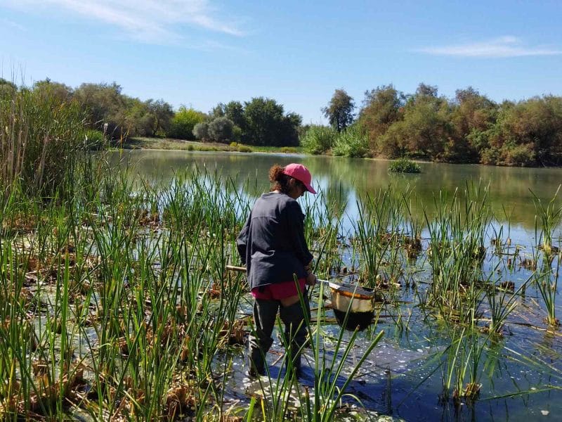 Imagen de este estudio en la Laguna de Fuente del Rey