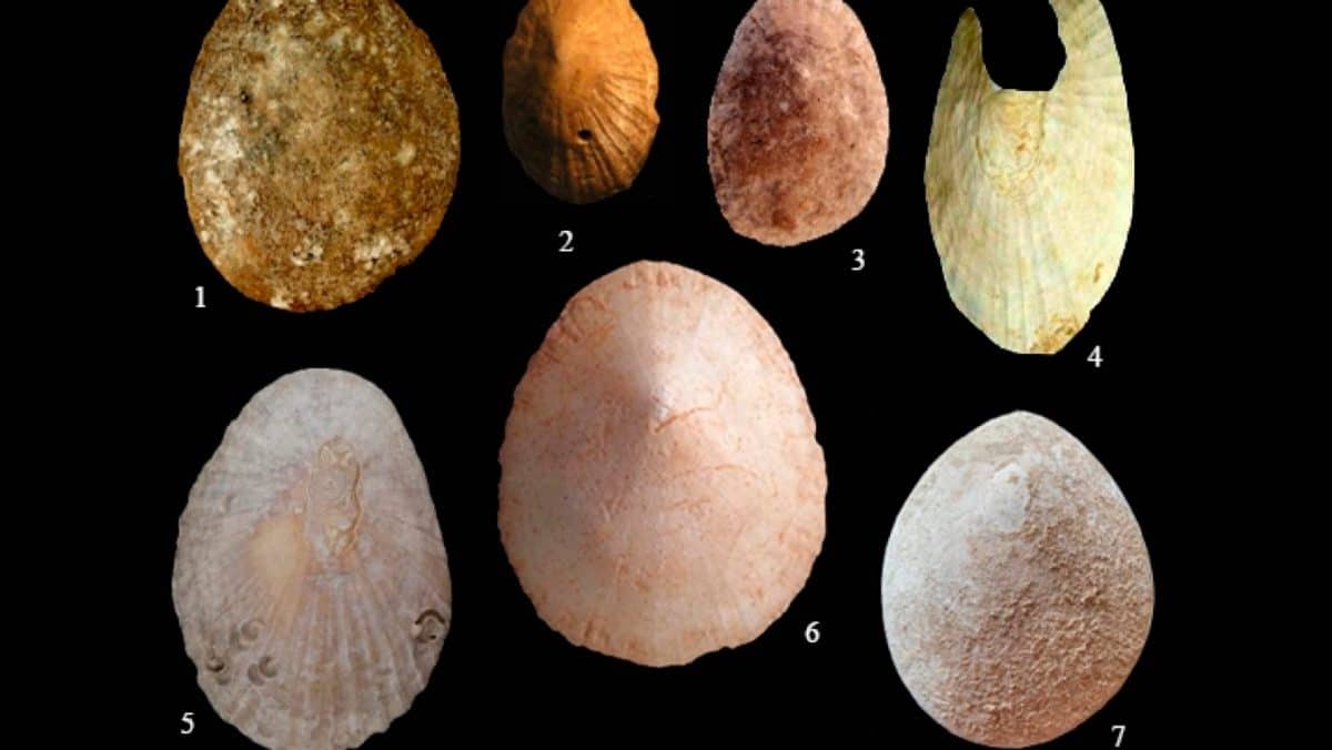 Muestras de lapas tomadas en este estudio