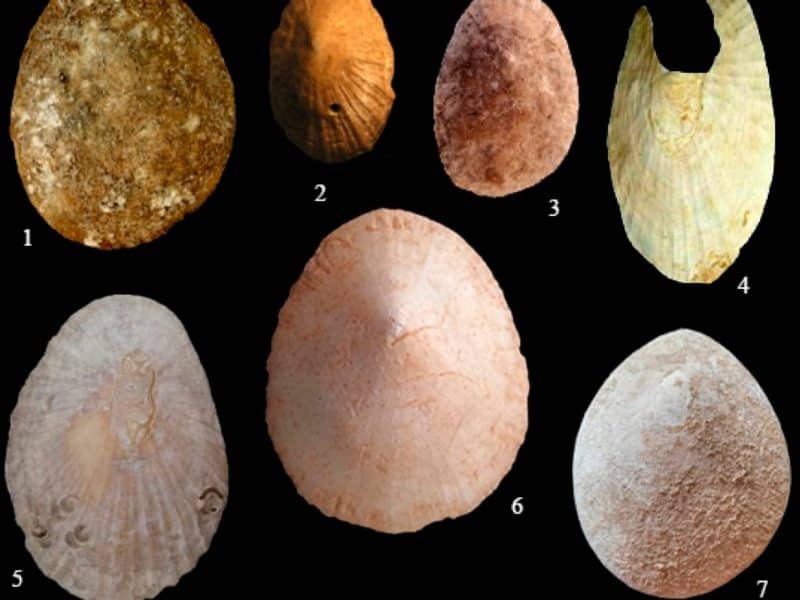 Muestras de lapas tomadas en este estudio