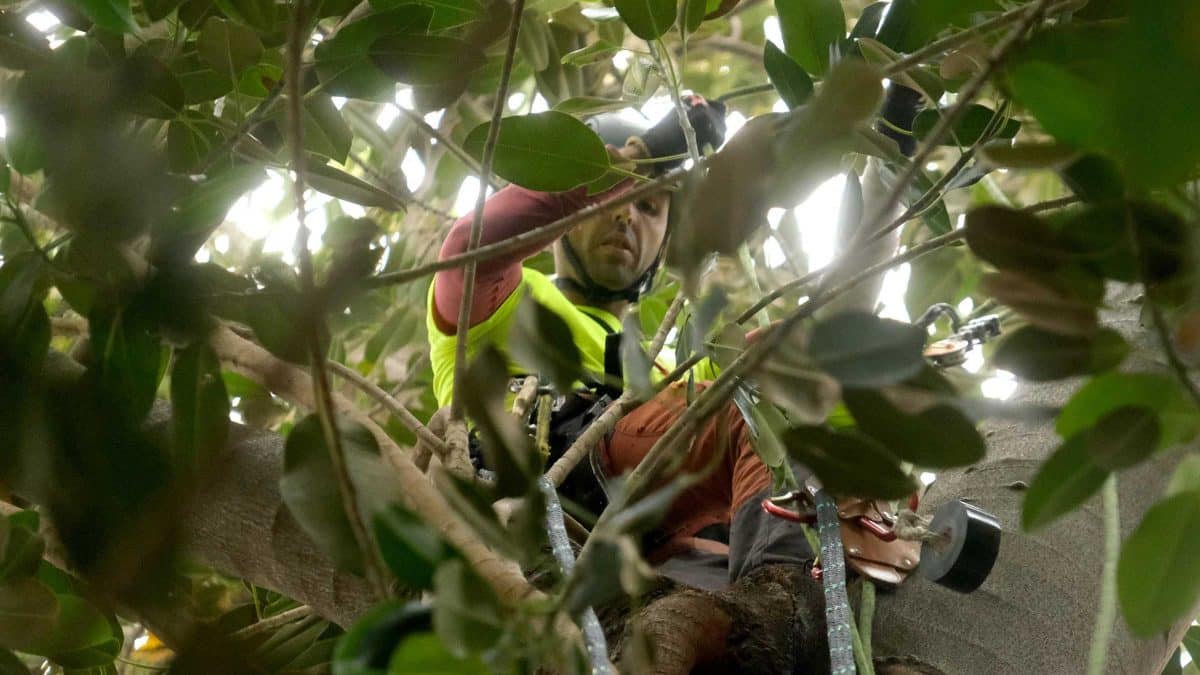 Labores de refuerzo en estos seis ejemplares de ficus en el centro histórico