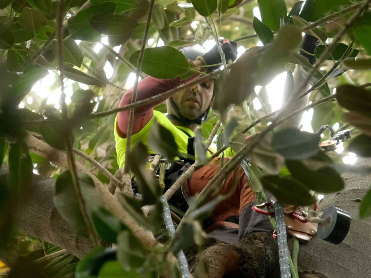 Labores de refuerzo en estos seis ejemplares de ficus en el centro histórico