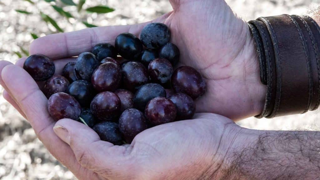Recogida de aceitunas para la elaboración de las prietas