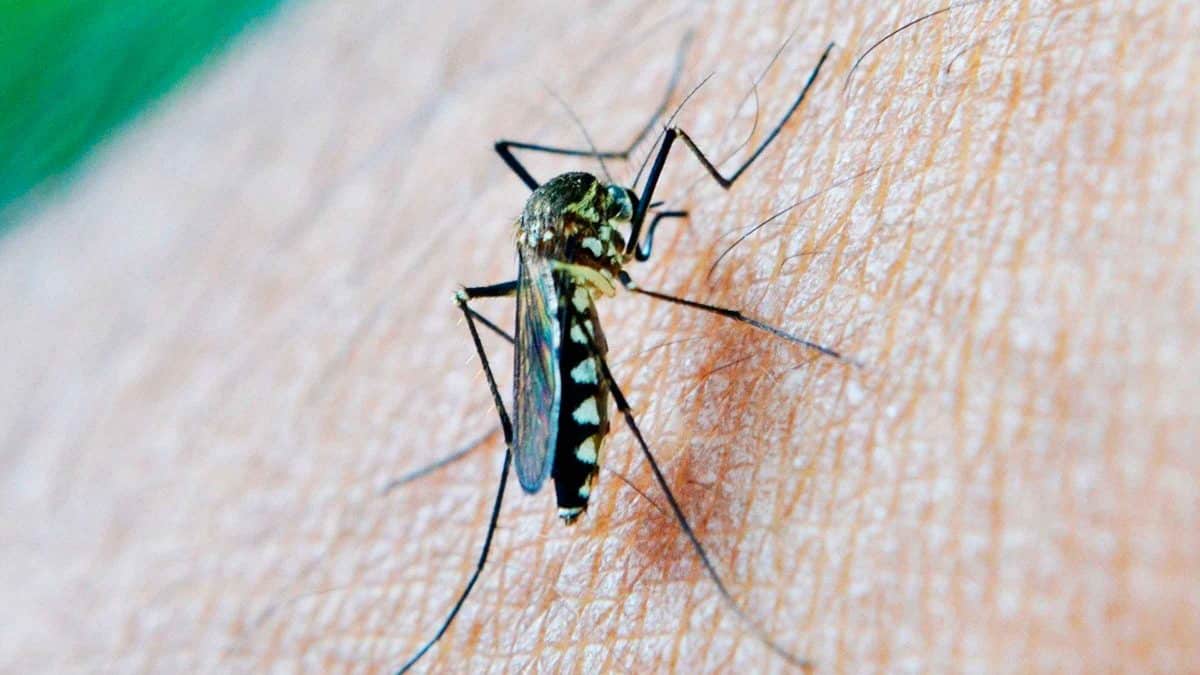 Archivo - Salud confirma la presencia del Virus del Nilo en los mosquitos capturados en Los Palacios y La Puebla del Río. - JUNTA DE ANDALUCÍA - Archivo