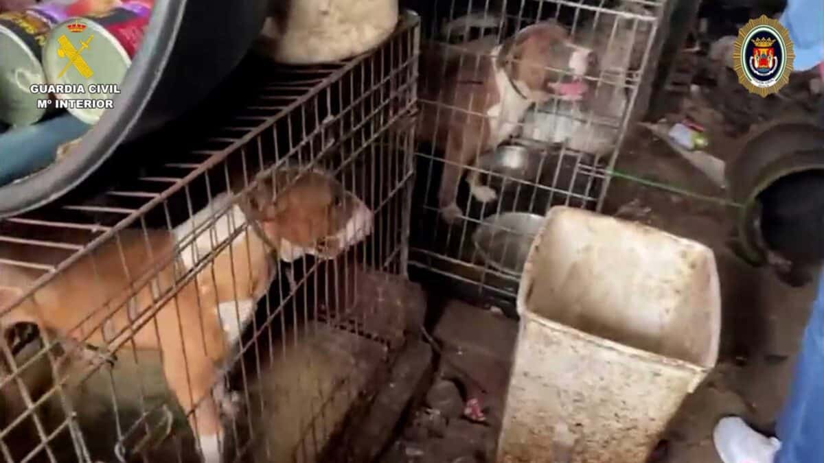 Detenida una mujer en Sanlúcar la Mayor por maltrato animal y rescatados 28 perros enjaulados. - GUARDIA CIVIL