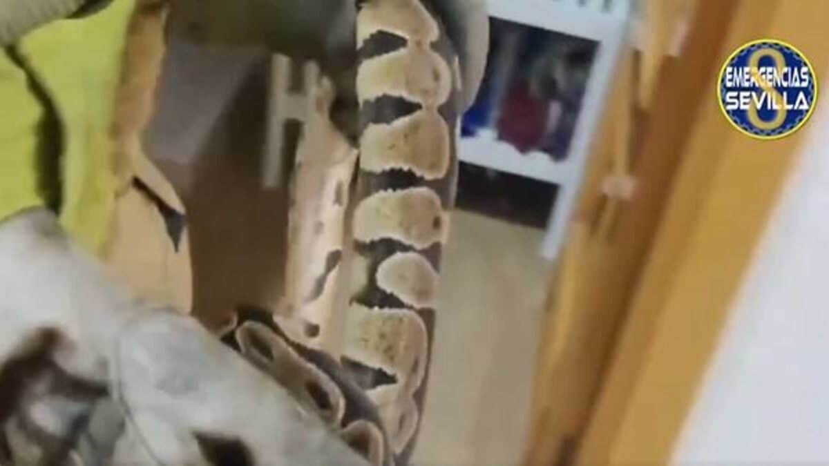Retirada una serpiente de gran tamaño del dormitorio de una vivienda en Sevilla - EMERGENCIAS SEVILLA