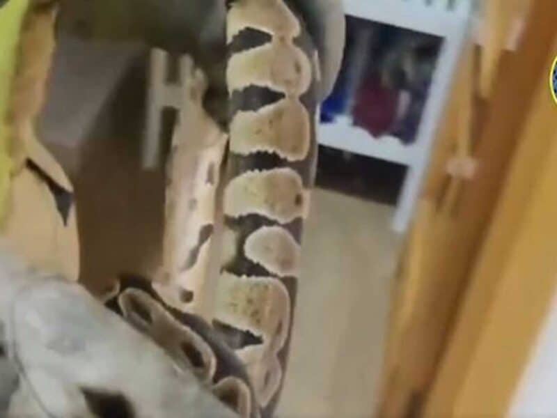 Retirada una serpiente de gran tamaño del dormitorio de una vivienda en Sevilla - EMERGENCIAS SEVILLA