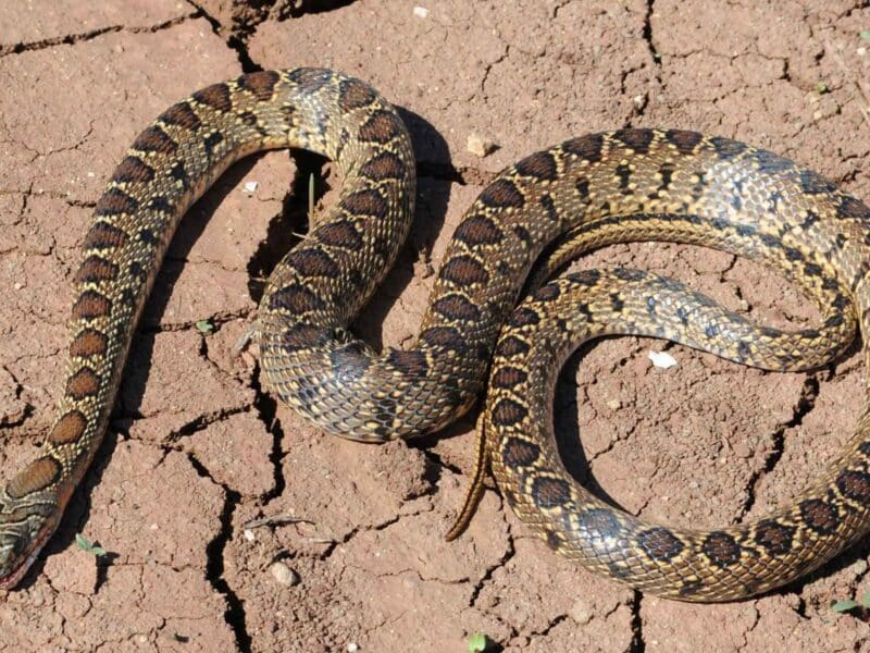 Ejemplar de Hemorrhois hippocrepis, comúnmente conocida como Serpiente Herradura. SA