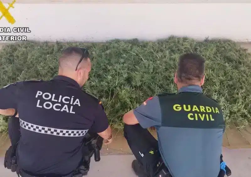 Desmantelado en Pruna (Sevilla) un cultivo con 149 plantas de marihuana detectado por su "fuerte olor" - GUARDIA CIVIL