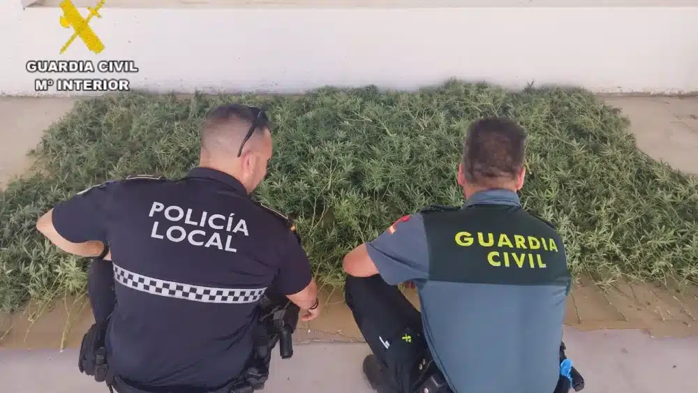 Desmantelado en Pruna (Sevilla) un cultivo con 149 plantas de marihuana detectado por su "fuerte olor" - GUARDIA CIVIL