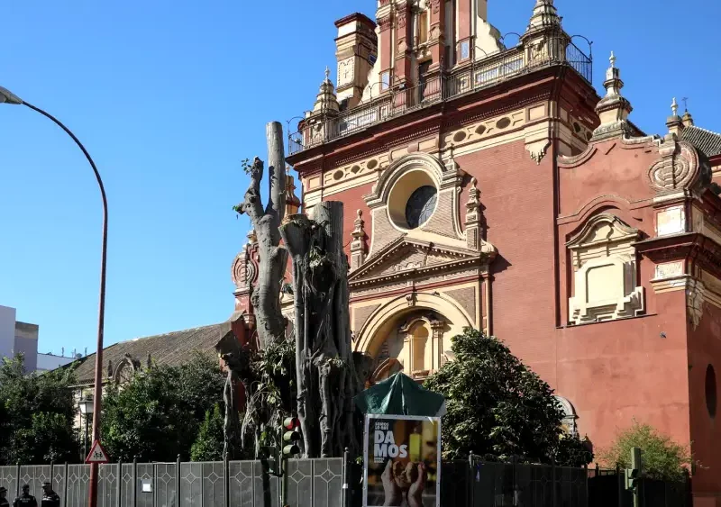 Archivo - El ficus de San Jacinto en una imagen de archivo tras la tala - María José López - Europa Press - Archivo