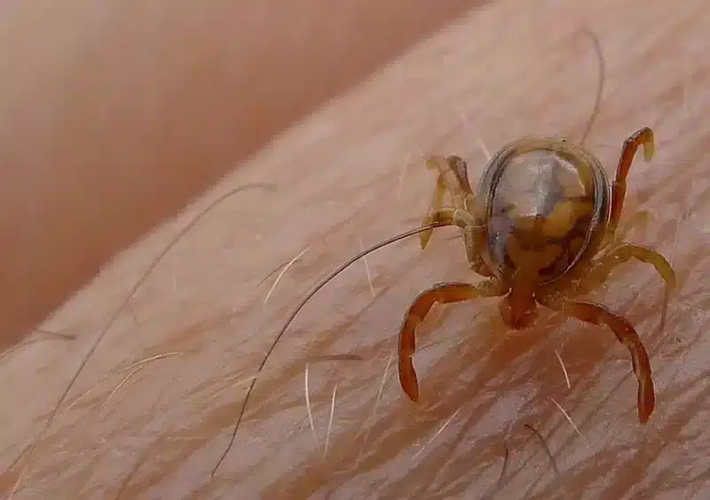 Archivo - Garrapata, imagen de archivo. - FLICKER/JOHN TANN - Archivo