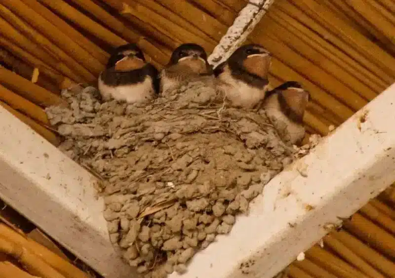 Ándalus aboga por nidos de vencejos, aviones y golondrinas para combatir los mosquitos del virus del Nilo - ASOCIACIÓN ECOLOGISTA ÁNDALUS