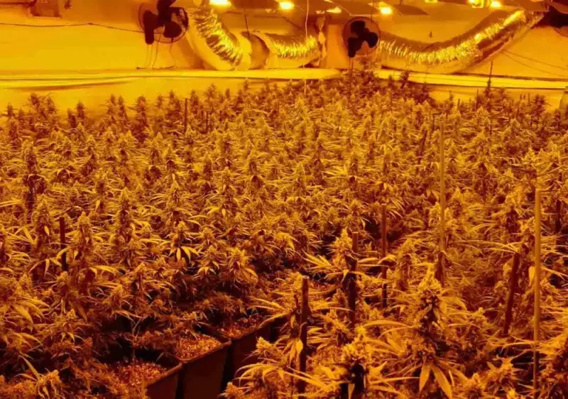 Plantación de marihuana indoor incautada con sistemas de iluminación ilegales. - ENDESA