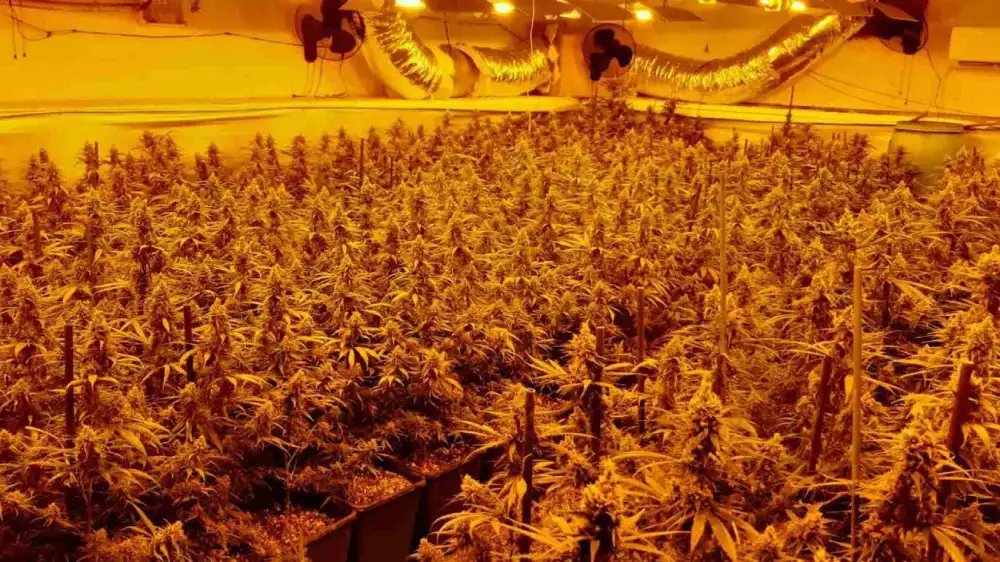 Plantación de marihuana indoor incautada con sistemas de iluminación ilegales. - ENDESA