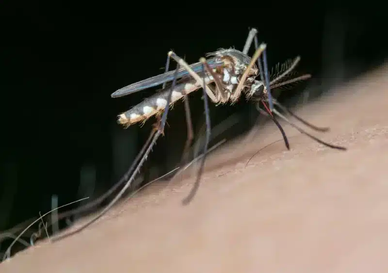 Archivo - Mosquito transmisor del Virus del Nilo Occidental. - CONSEJERÍA DE SALUD - Archivo