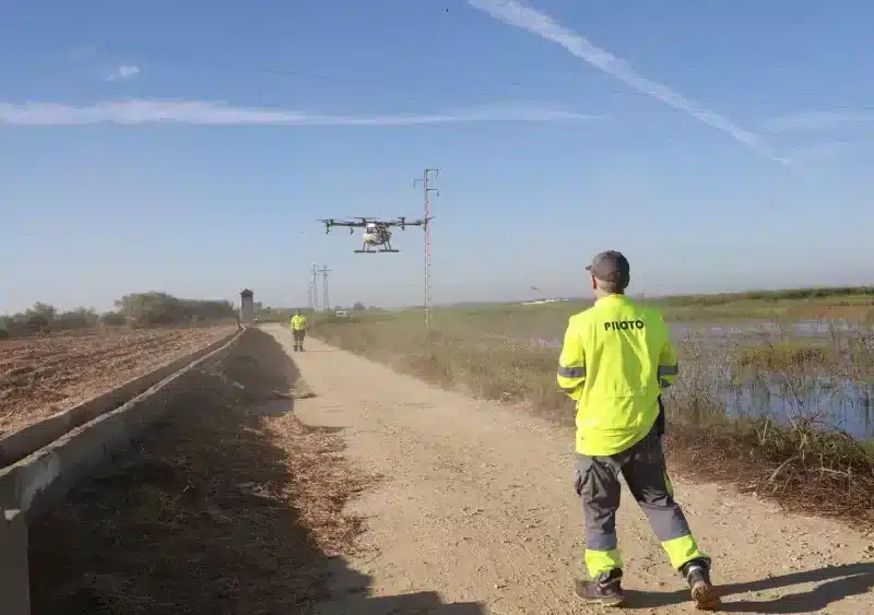 Un dron interviene en la campaña para el tratamiento contra los mosquitos que propagan el Virus del Nilo Occidental (VNO) sobre un arrozal. A 13 de agosto de 2024, en La Puebla del Río - Rocío Ruz - Europa Press