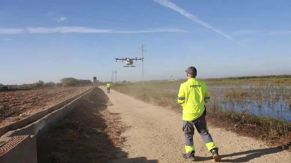 Un dron interviene en la campaña para el tratamiento contra los mosquitos que propagan el Virus del Nilo Occidental (VNO) sobre un arrozal. A 13 de agosto de 2024, en La Puebla del Río - Rocío Ruz - Europa Press