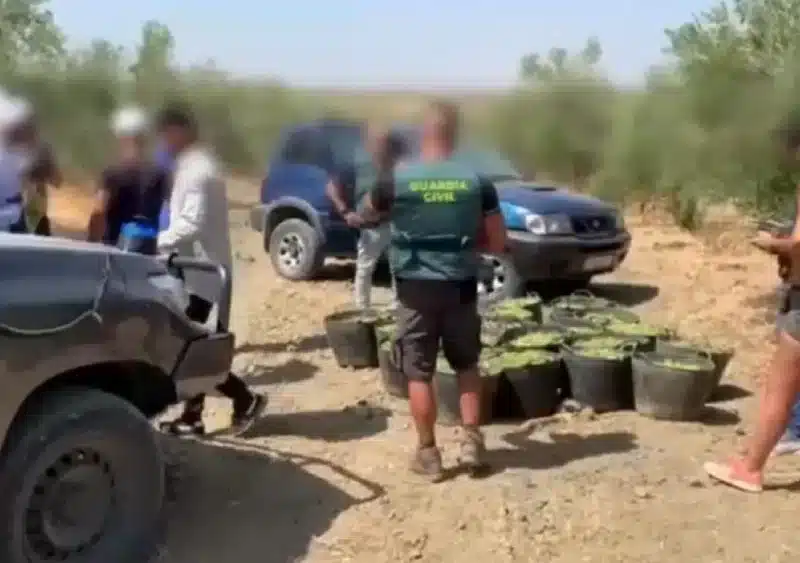 Incautados 460 kilos de aceitunas en Albaida del Aljarafe