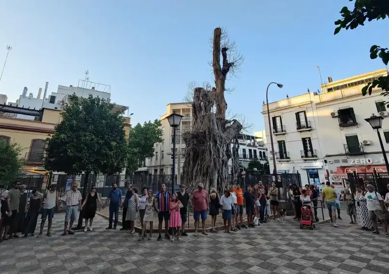Concentración a los pies del ficus de San Jacinto - PLATAFORMA DEL FICUS DE SAN JACINTO