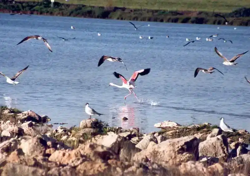 Imagen de la Laguna Calderón Grande, a catorce kilómetros de Osuna, en Sevilla. - JUNTA DE ANDALUCIA
