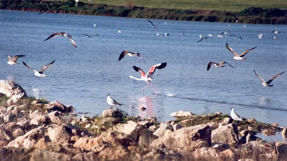 Imagen de la Laguna Calderón Grande, a catorce kilómetros de Osuna, en Sevilla. - JUNTA DE ANDALUCIA
