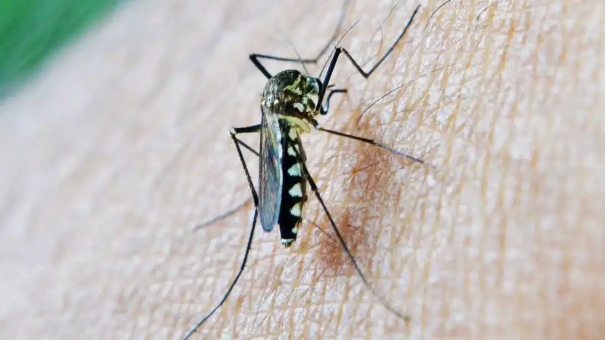 Mosquito transmisor del virus del Nilo Occidental