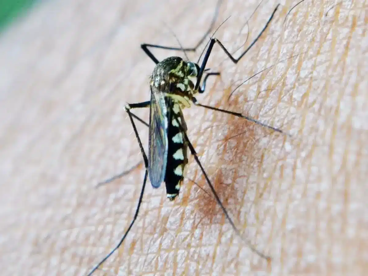 Mosquito transmisor del virus del Nilo Occidental