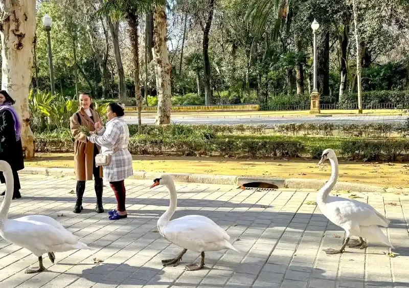 Archivo - Tres cisnes pasean por los alrededores de la Plaza de España, en el entorno del Parque de Maria Luisa, - Eduardo Briones - Europa Press - Archivo