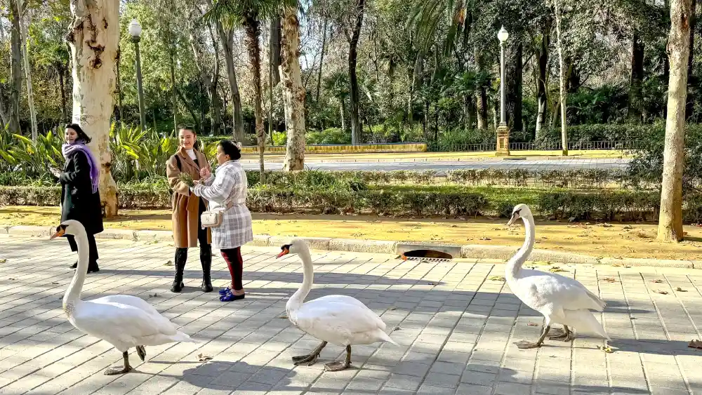 Archivo - Tres cisnes pasean por los alrededores de la Plaza de España, en el entorno del Parque de Maria Luisa, - Eduardo Briones - Europa Press - Archivo