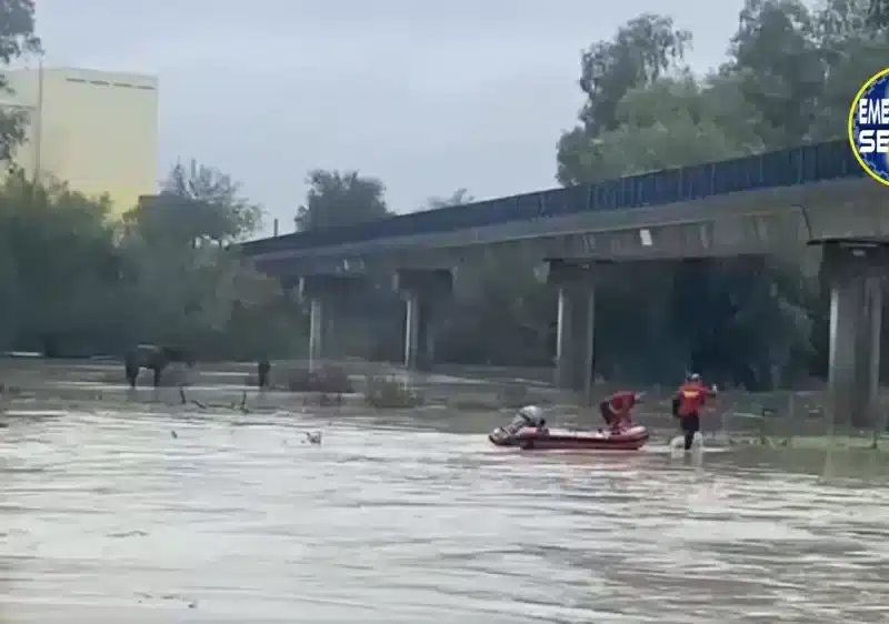 Rescate de varios caballos por la crecida del Guadaíra. Emergencias Sevilla