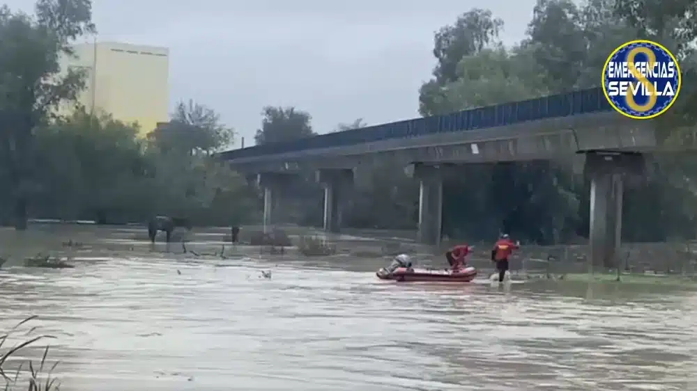 Rescate de varios caballos por la crecida del Guadaíra. Emergencias Sevilla