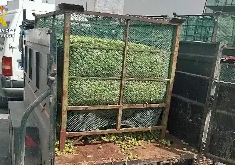 Imagen de las aceitunas intervenidas en La Campana - GUARDIA CIVIL