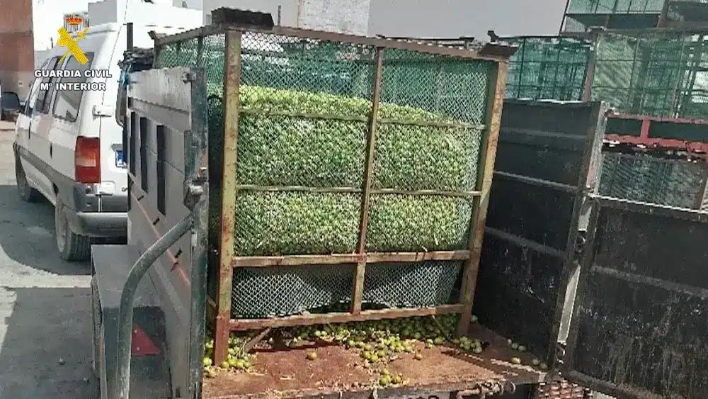 Imagen de las aceitunas intervenidas en La Campana - GUARDIA CIVIL