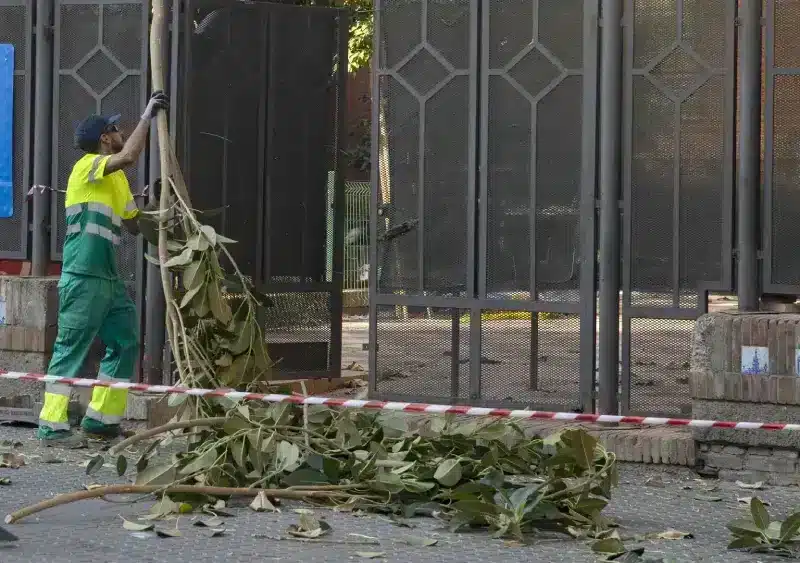 Archivo - Operarios durante la poda de un ficus, como imagen de recurso. - María José López - Europa Press - Archivo