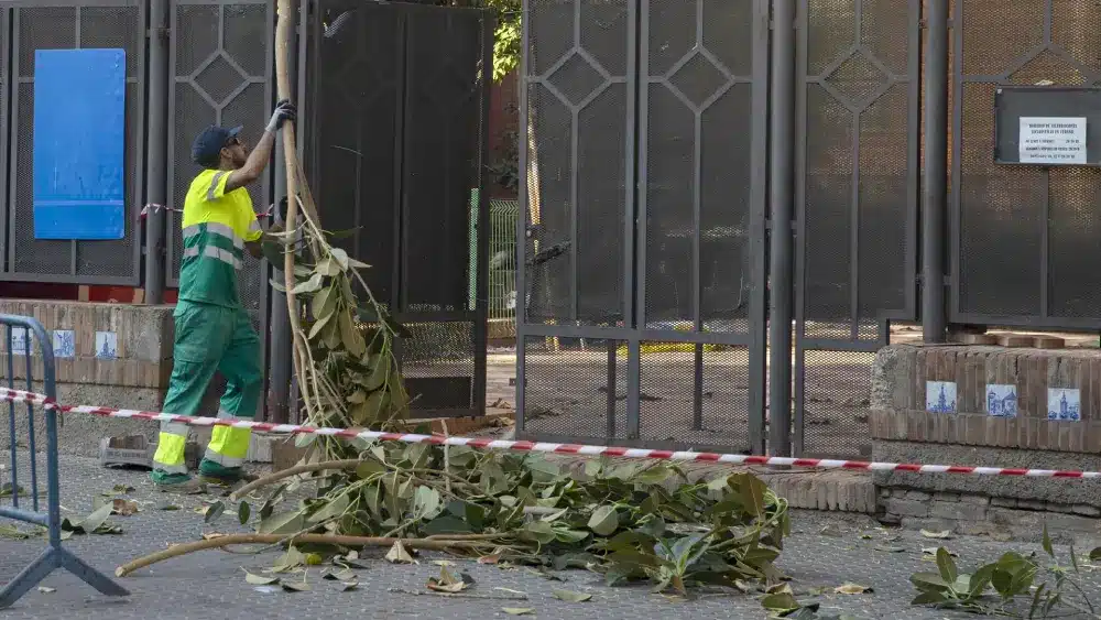 Archivo - Operarios durante la poda de un ficus, como imagen de recurso. - María José López - Europa Press - Archivo