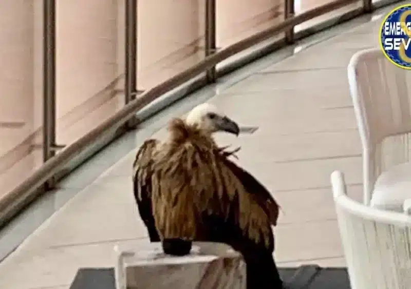 Ejemplar de buitre leonado, ileso y desorientado, en el interior de Torre Sevilla - AYTO.DE SEVILLA