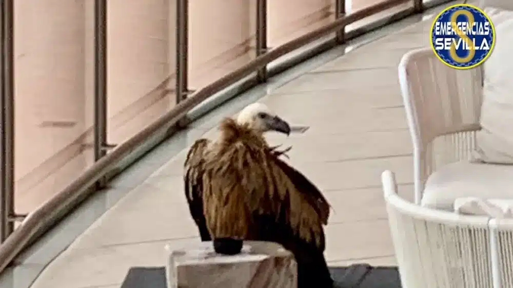 Ejemplar de buitre leonado, ileso y desorientado, en el interior de Torre Sevilla - AYTO.DE SEVILLA