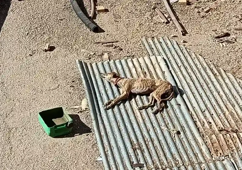 Imágenes de los galgos en El Viso del Alcor. Pacma/Lasa